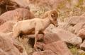 Desert Bighorn Sheep-5947.jpg